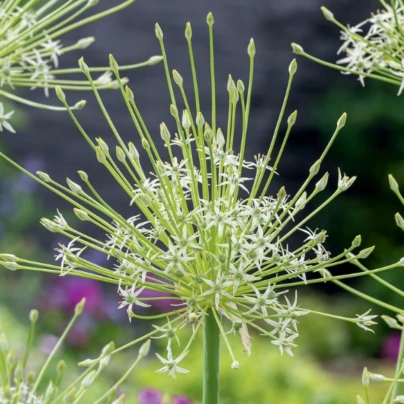 Česnek Arctic Snow - Allium - cibule česneků - 2 ks