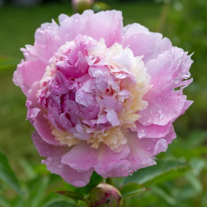 Pivoňka Angel Cheeks - Paeonia - hlízy pivoňky - 1 ks