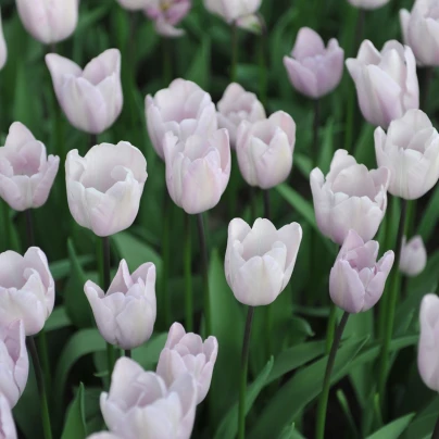 Tulipán Silver Cloud - Tulipa - cibule tulipánů - 3 ks