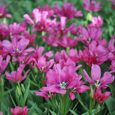 Tulipán Night Club - Tulipa - cibule tulipánů - 3 ks