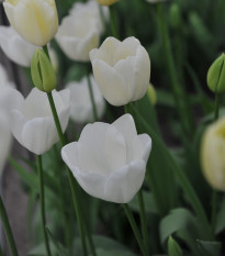 Tulipán Maureen - Tulipa - cibule tulipánů - 3 ks