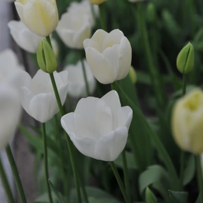 Tulipán Maureen - Tulipa - cibule tulipánů - 3 ks