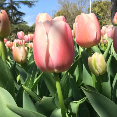 Tulipán Gabriella - Tulipa - cibule tulipánů - 3 ks