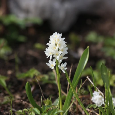Puškinie ladoňkovitá bílá - Puschkinia scilloides alba - cibule puškinie - 6 ks
