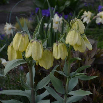 Řebčík Pallidiflora - Fritillaria - cibule řebčíku - 2 ks