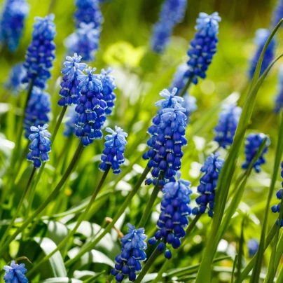 Modřenec Joyce Spirit - Muscari - cibule modřenců - 5 ks