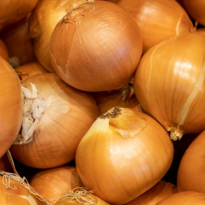 Cibule sazečka ozimá Winteria - Allium cepa - cibulky sazečky - 250 g