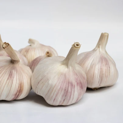 Sadbový česnek Messidrome purple - nepaličák - Allium sativum - cibulky česneku - 1 balení