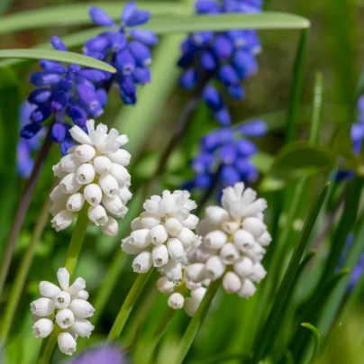 Směs modřenců - Muscari mix - cibule modřenců - 15 ks