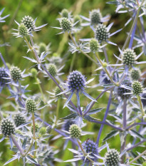Máčka modrá - Eryngium planum - osivo máčky - 20 ks