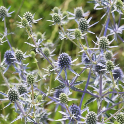 Máčka modrá - Eryngium planum - osivo máčky - 20 ks