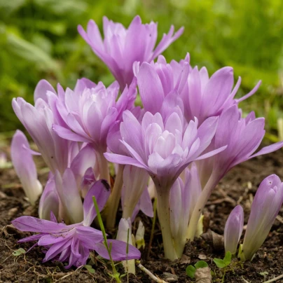 Směs ocúnů - Colchicum mix - hlízy ocúnů - 3 ks