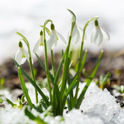 Směs sněženek - Galanthus mix - cibule sněženek - 15 ks