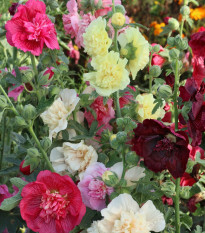 Topolovka plnokvětá Chaters směs barev - Alcea rosea - osivo topolovky - 12 ks