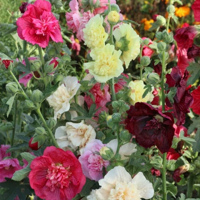 Topolovka plnokvětá Chaters směs barev - Alcea rosea - osivo topolovky - 12 ks