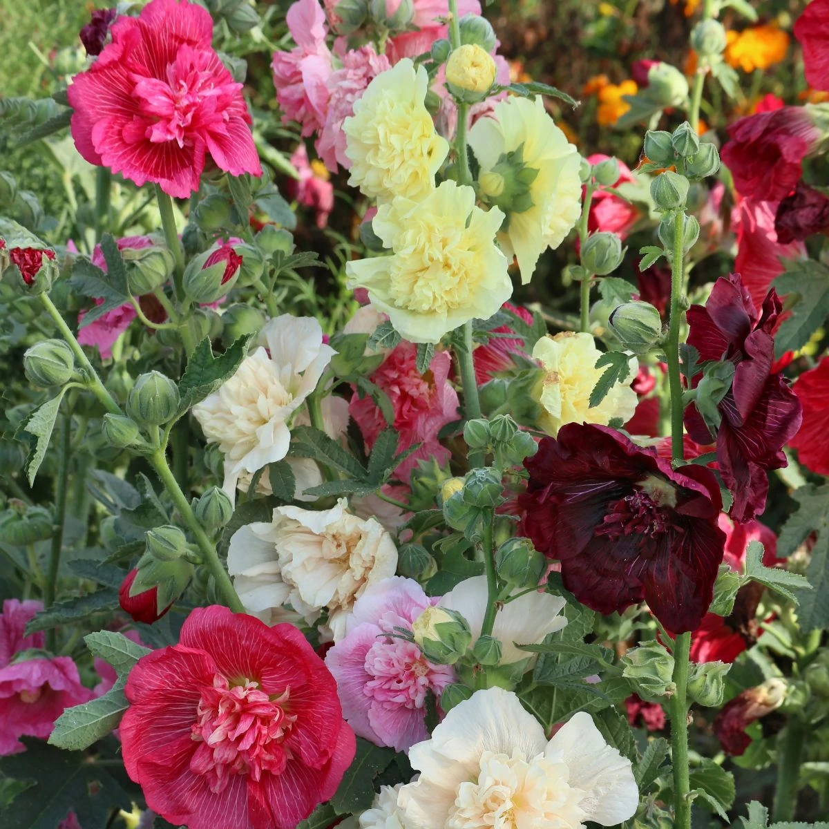 Topolovka plnokvětá Chaters směs barev - Alcea rosea - osivo topolovky - 12 ks