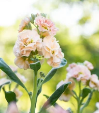 Fiala Iron Appricot - Matthiola incana - osivo fialy - 40 ks