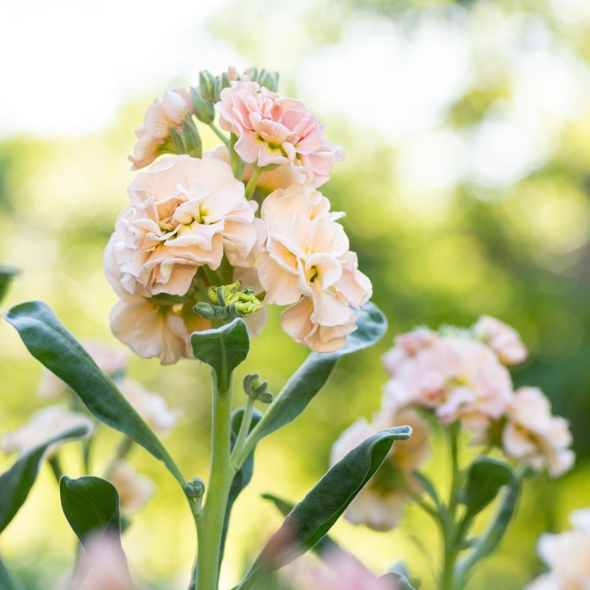 Fiala Iron Appricot - Matthiola incana - osivo fialy - 40 ks