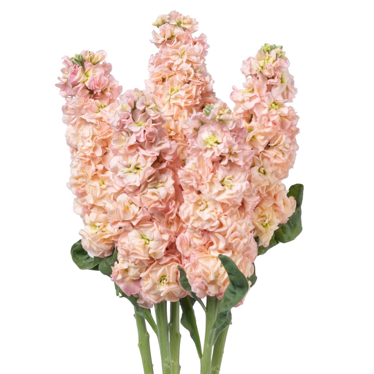 Fiala Iron Appricot - Matthiola incana - osivo fialy - 40 ks