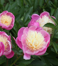 Pivoňka Bowl of Beauty - Paeonia lactiflora - hlízy pivoněk - 1 ks