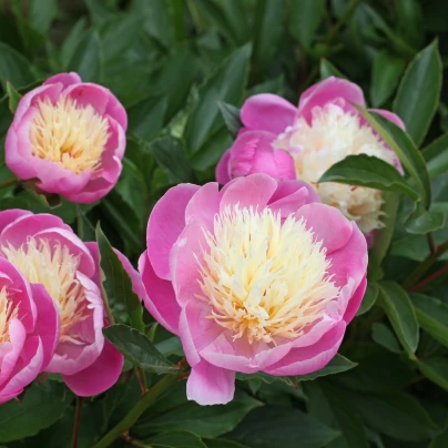 Pivoňka Bowl of Beauty - Paeonia lactiflora - hlízy pivoněk - 1 ks
