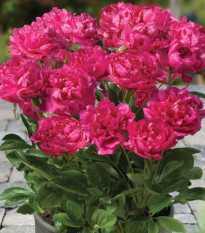 Pivoňka hrnková Patio London - Paeonia - hlízy pivoněk - 1 ks