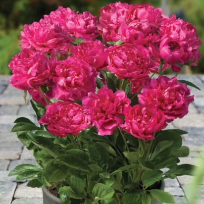 Pivoňka hrnková Patio London - Paeonia - hlízy pivoněk - 1 ks