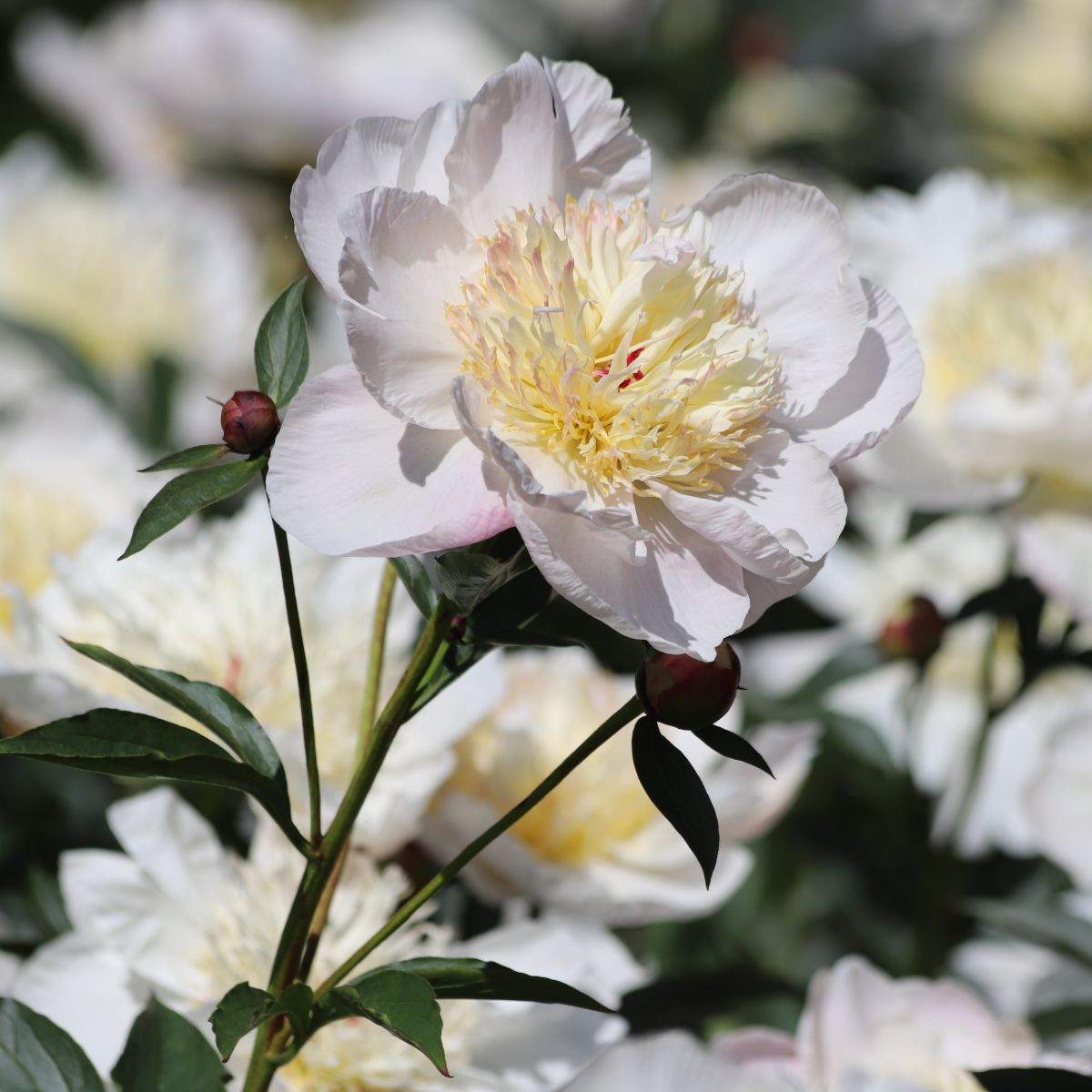 Pivoňka Patio Madrid – Paeonia lactiflora – pivoňky – cibulky