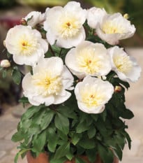 Pivoňka Patio Madrid - Paeonia lactiflora - hlízy pivoněk - 1 ks