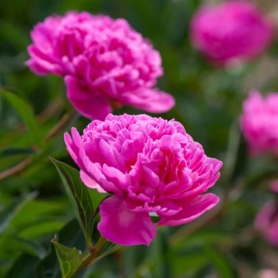 Pivoňka Patio Rome - Paeonia lactiflora - hlízy pivoněk - 1 ks