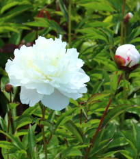 Pivoňka Shirley Temple - Paeonia lactiflora - hlízy pivoněk - 1 ks