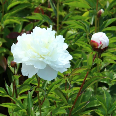 Pivoňka Shirley Temple - Paeonia lactiflora - hlízy pivoněk - 1 ks