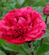 Pivoňka Madame Gaudichau - Paeonia lactiflora - hlízy pivoněk - 1 ks