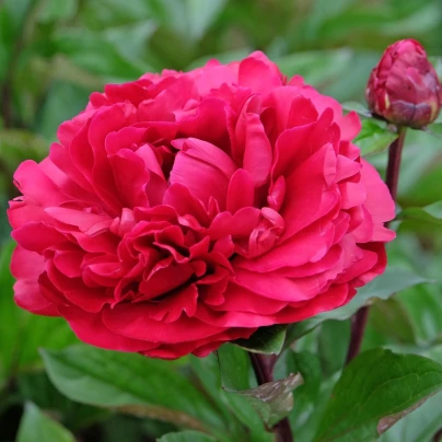 Pivoňka Madame Gaudichau - Paeonia lactiflora - hlízy pivoněk - 1 ks