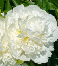 Pivoňka Gardenia - Paeonia lactiflora - hlízy pivoněk - 1 ks