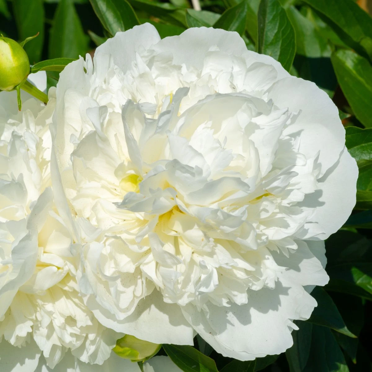 Pivoňka Gardenia - Paeonia lactiflora - hlízy pivoněk - 1 ks