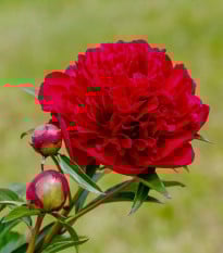 Pivoňka Felix Crouse - Paeonia lactiflora - hlízy pivoněk - 1 ks