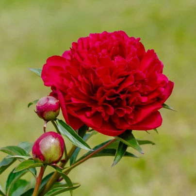 Pivoňka Felix Crouse - Paeonia lactiflora - hlízy pivoněk - 1 ks