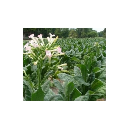 Tabák virginský mix - Nicotiana tabacum - osivo tabáku - 25 ks