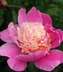 Pivoňka Gay Paree - Paeonia lactiflora - hlízy pivoněk - 1 ks