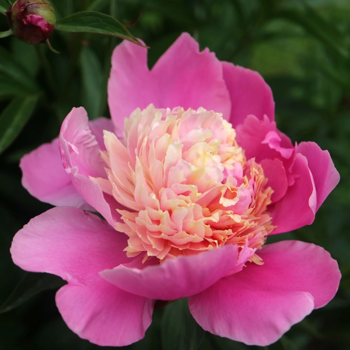 Pivoňka Gay Paree - Paeonia lactiflora - hlízy pivoněk - 1 ks