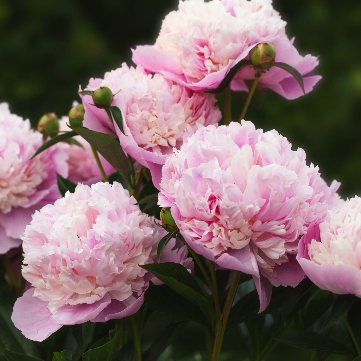 Pivoňka Sorbet - Paeonia lactiflora - hlízy pivoněk - 1 ks