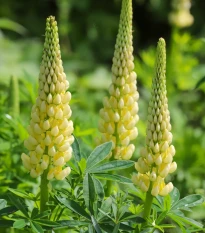 Lupina mnoholistá Gallery Yellow Shades - Lupinus polyphyllus - osivo lupiny - 20 ks