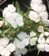 Hvozdík Chiba White F1 - Dianthus interspecific - osivo hvozdíku - 18 ks