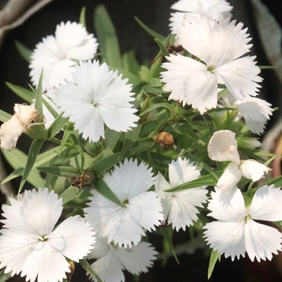 Hvozdík Chiba White F1 - Dianthus interspecific - osivo hvozdíku - 18 ks