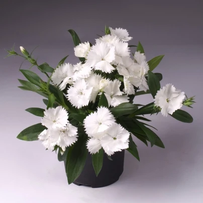 Hvozdík Chiba White F1 - Dianthus interspecific - osivo hvozdíku - 18 ks
