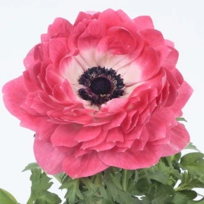 Sasanka Harmony Double Pink - Anemone coronaria - osivo sasanky - 8 ks