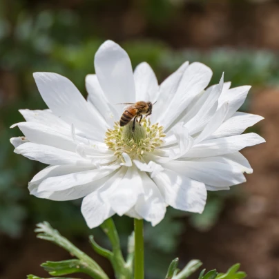 Sasanka Harmony Double White F1 - Anemone coronaria - osivo sasanky - 8 ks