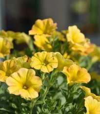 Petchoa Caliburst Yellow - Petchoa Caliburst - osivo petchoa - 8 ks