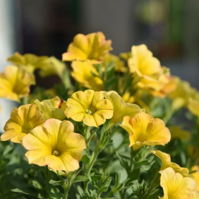 Petchoa Caliburst Yellow - Petchoa Caliburst - osivo petchoa - 8 ks